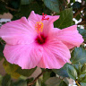 Meet your Posher, Misty